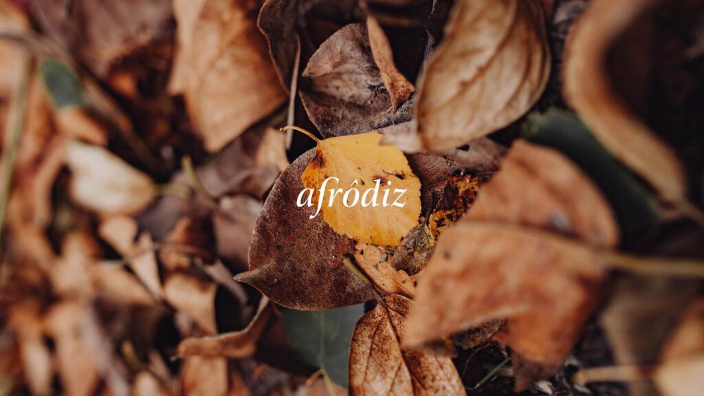 Afrodiz: projeto de identidade visual e comunicação da Manush Studio (imagem 4)